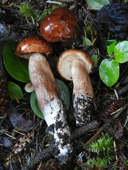 Tricholoma aurantium