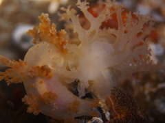 Dendronotus
