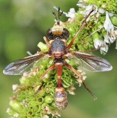 Physocephala vittata