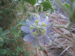 Passiflora arida