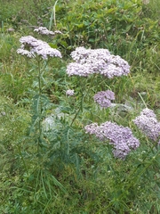 Achillea distans