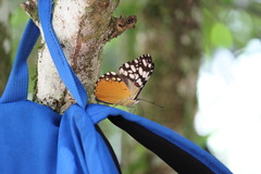 Hamadryas fornax