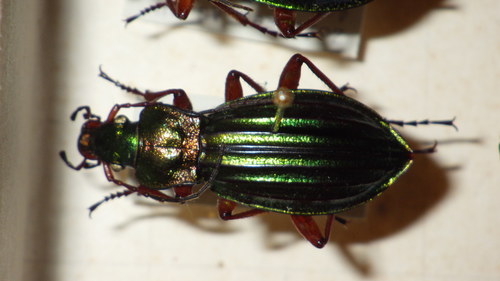 Carabus auronitens photo 4