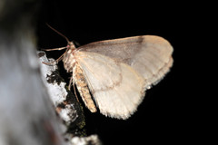 Operophtera fagata