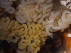 Dendronotus lacteus