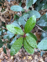 Ternstroemia