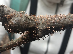 Nectria pseudotrichia