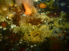 Dendronotus