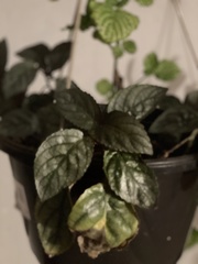 Hemigraphis alternata