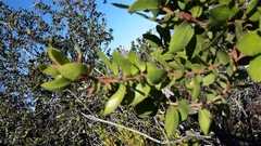 Arctostaphylos montereyensis