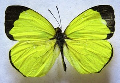 Abaeis xantochlora xantochlora