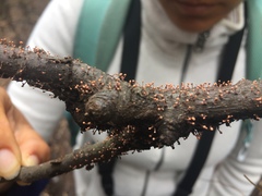 Nectria pseudotrichia