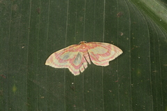 Eois isographata