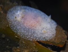 Acanthodoris pilosa