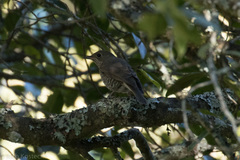 Zoothera neilgherriensis