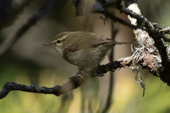 Phylloscopus trochiloides