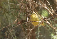 Phylloscopus affinis