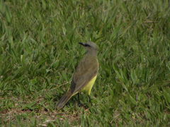 Machetornis rixosa