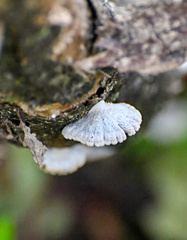 Schizophyllum commune
