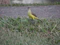 Machetornis rixosa