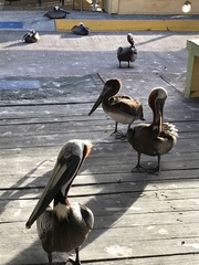 Pelecanus occidentalis