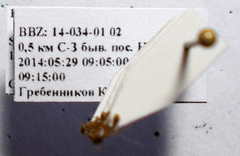 Strongylognathus christophi