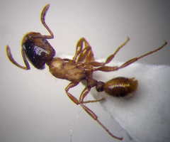 Strongylognathus christophi