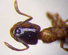 Strongylognathus christophi