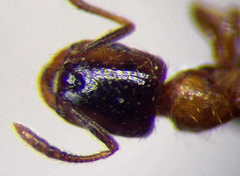 Strongylognathus christophi