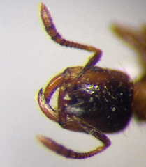 Strongylognathus christophi