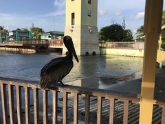 Pelecanus occidentalis