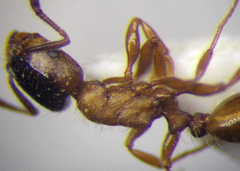 Strongylognathus christophi