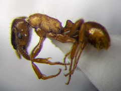 Strongylognathus christophi