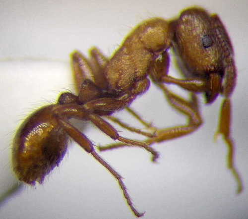 Strongylognathus christophiStrongylognathus christophi