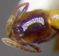 Strongylognathus christophi