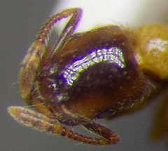 Strongylognathus christophi