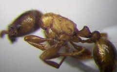 Strongylognathus christophi