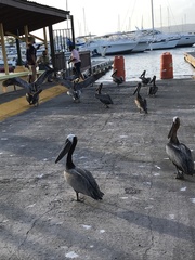 Pelecanus occidentalis