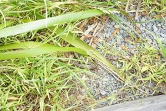 Oligosoma polychroma