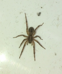 Lycosidae
