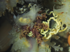 Dendronotus