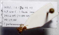 Strongylognathus christophi