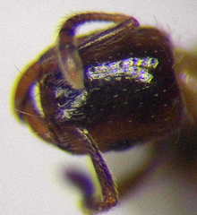 Strongylognathus christophi