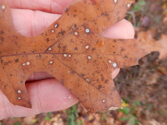 Polystepha quercifolia