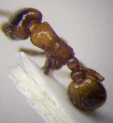 Strongylognathus christophi