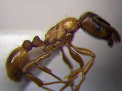 Strongylognathus christophi