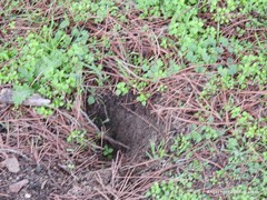Oryctolagus cuniculus