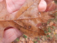 Polystepha quercifolia