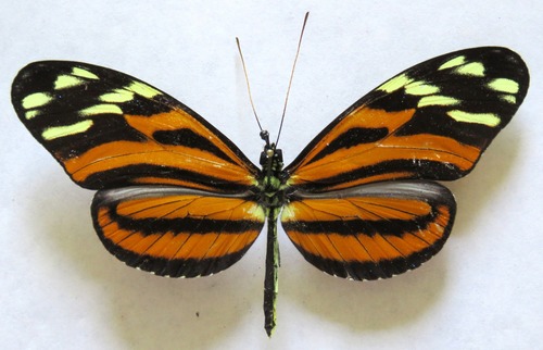 Ismenius tiger