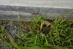 Oligosoma polychroma